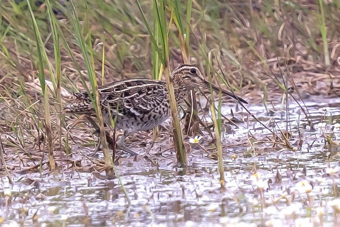 Great Snipe