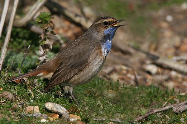 White-spotted Bluethroat