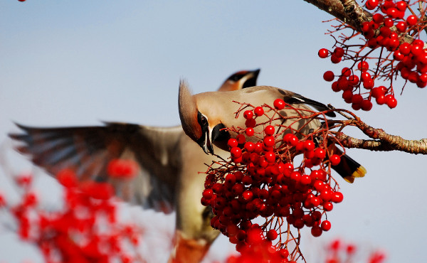 Waxwing