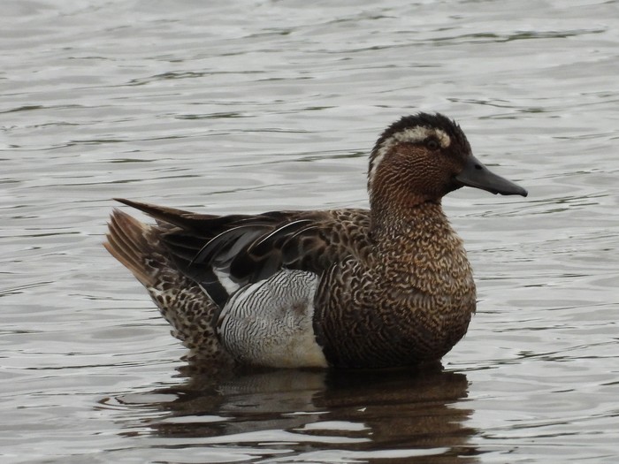 Garganey