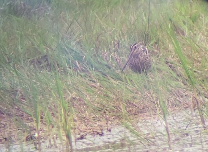 Great Snipe