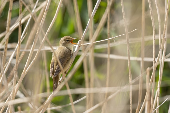 Marsh Warbler