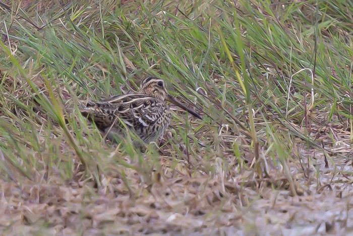 Great Snipe