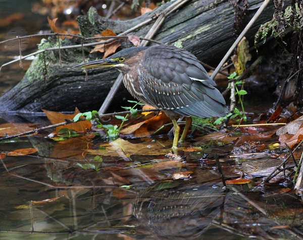 Green Heron