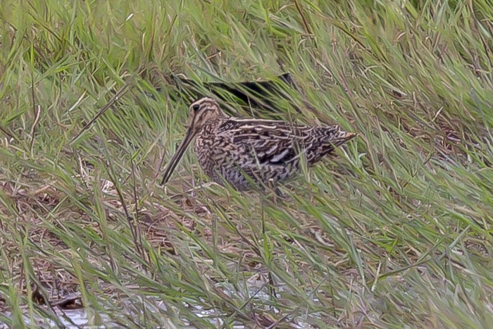 Great Snipe