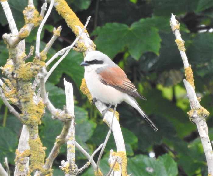 Red-backed Shrike