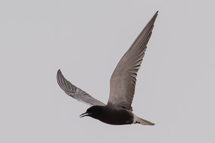 American Black Tern