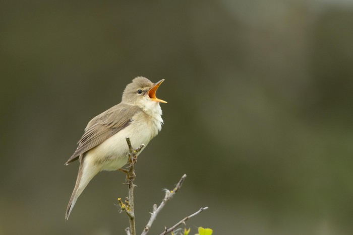 Marsh Warbler