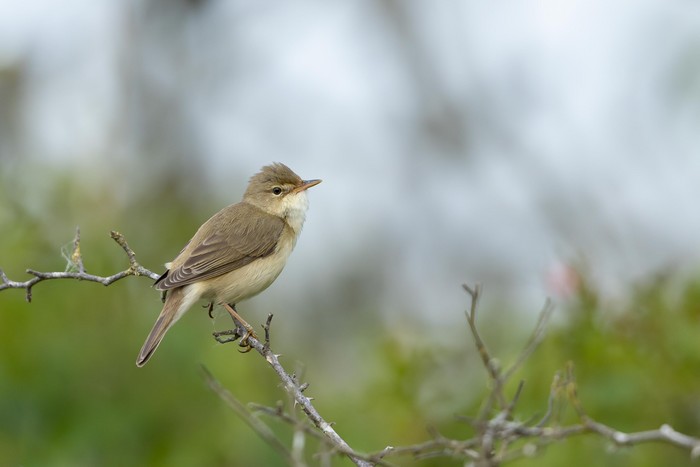 Marsh Warbler