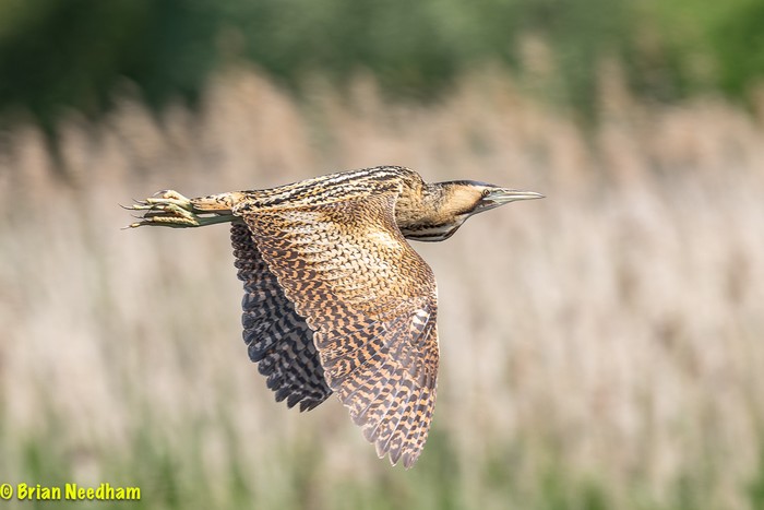 Bittern