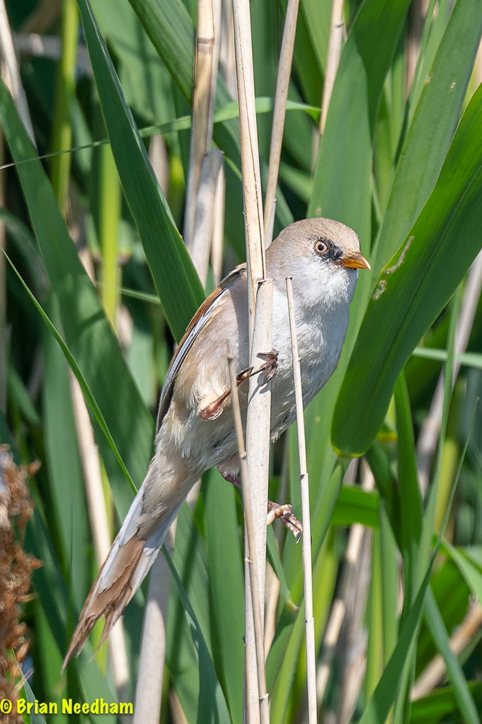 Bearded Tit
