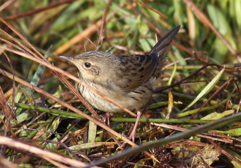 Lanceolated Warbler