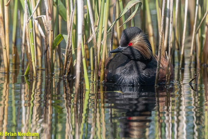 Black-necked Grebe