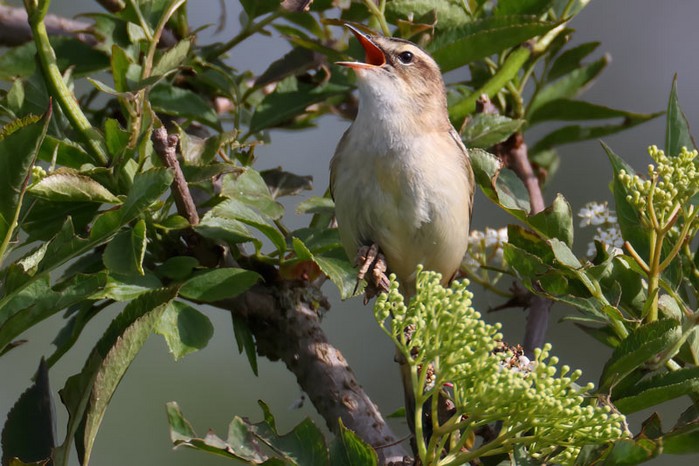Sedge Warbler