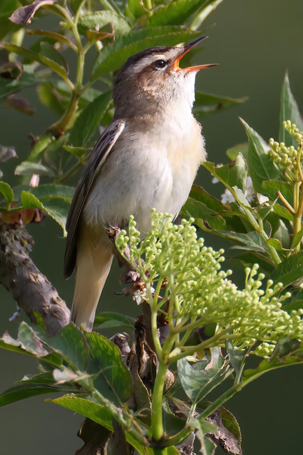 Sedge Warbler
