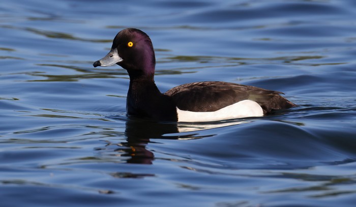 Tufted Duck