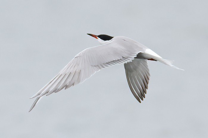 Common Tern