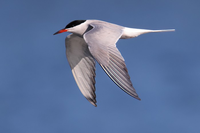 Common Tern
