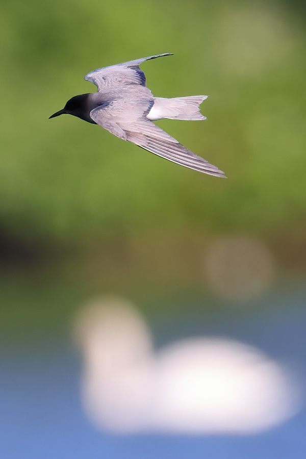 Black Tern