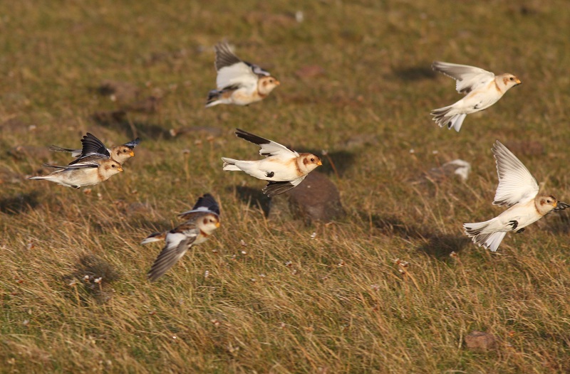 Snow Bunting