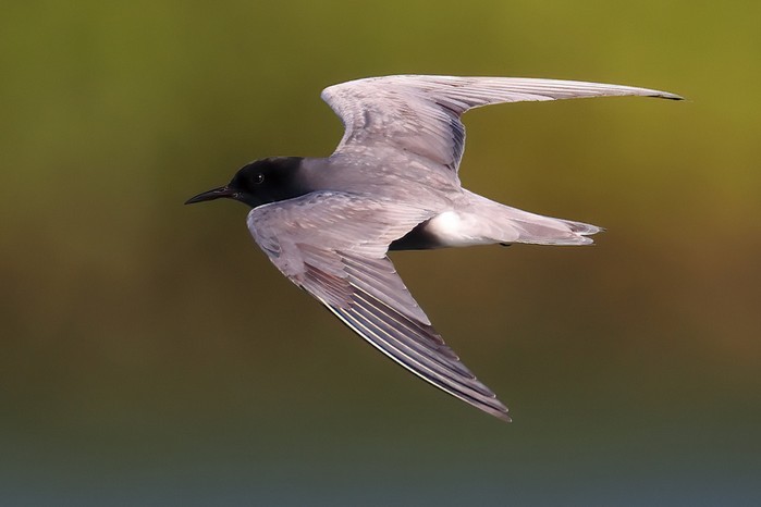 Black Tern