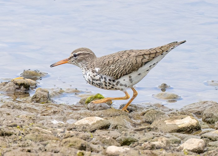 Spotted Sandpiper