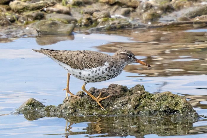 Spotted Sandpiper