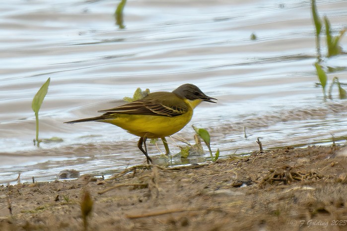 Grey-headed Wagtail