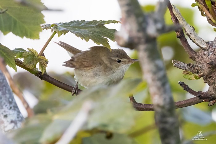 Blyth's Reed Warbler