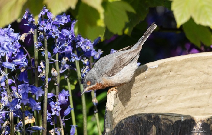 Eastern Subalpine Warbler