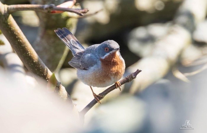 Eastern Subalpine Warbler