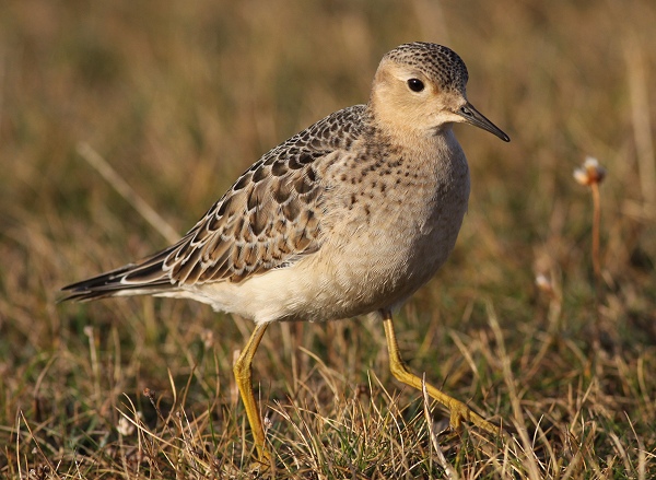 Buff-breasted Sandpiper