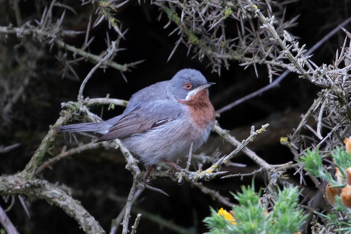 Eastern Subalpine Warbler