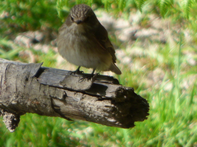 Spotted Flycatcher