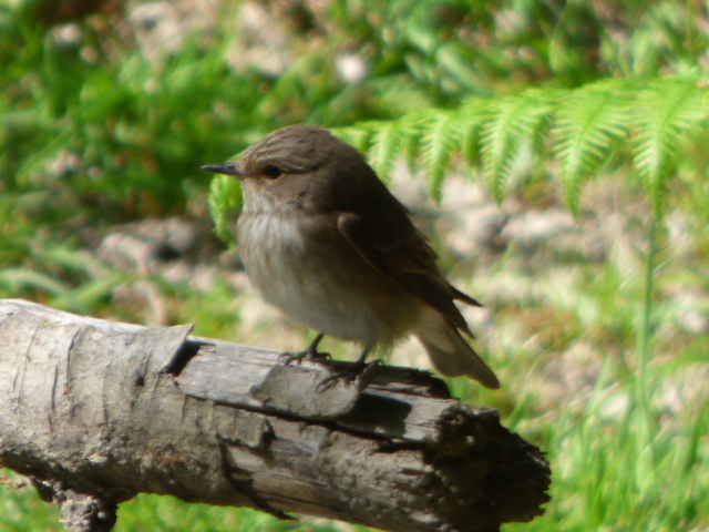Spotted Flycatcher