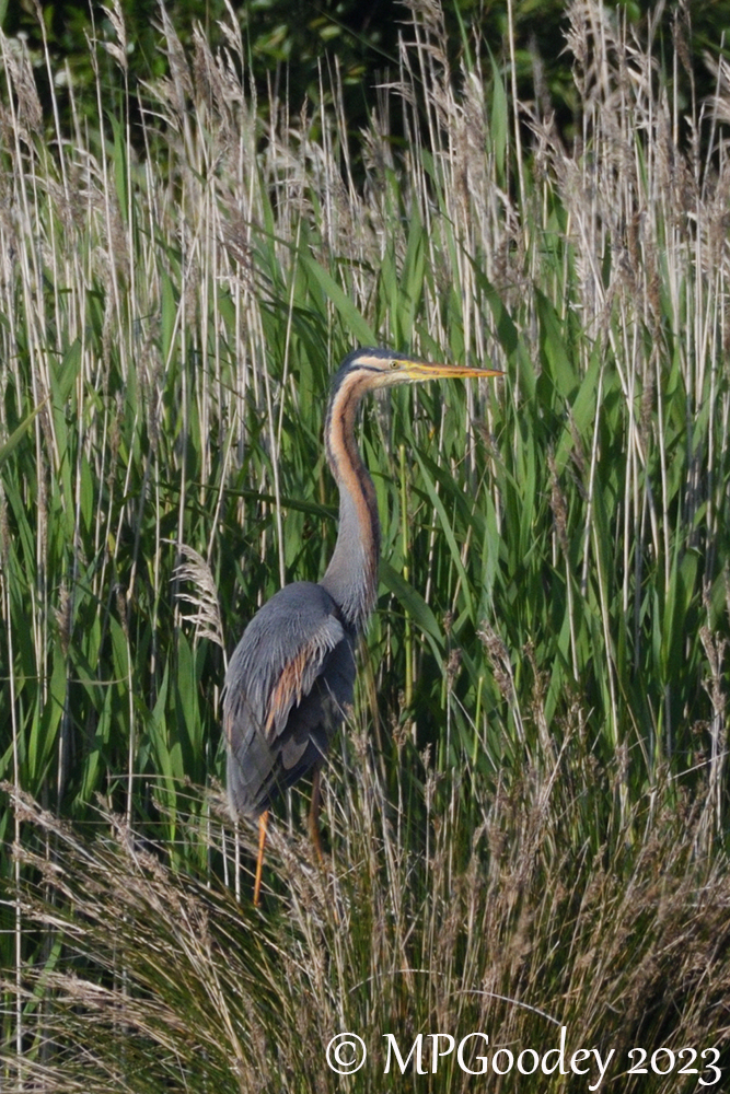 Purple Heron