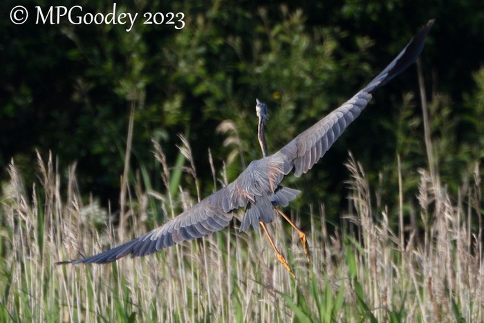 Purple Heron