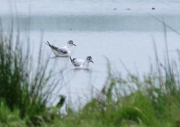 Little Gull