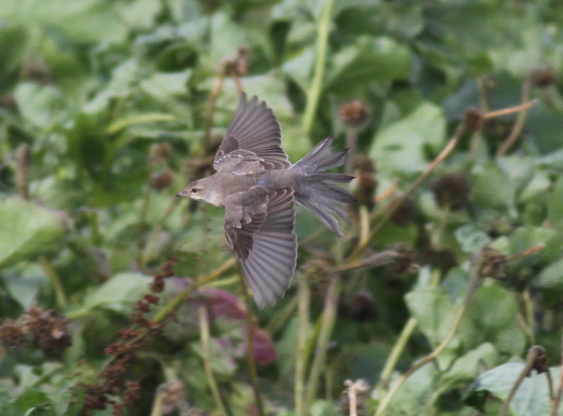 Barred Warbler