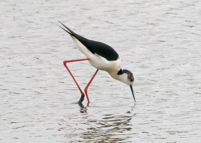 Black-winged Stilt
