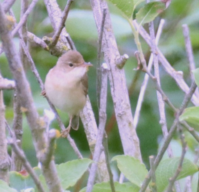 Marsh Warbler