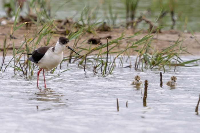 Black-winged Stilt