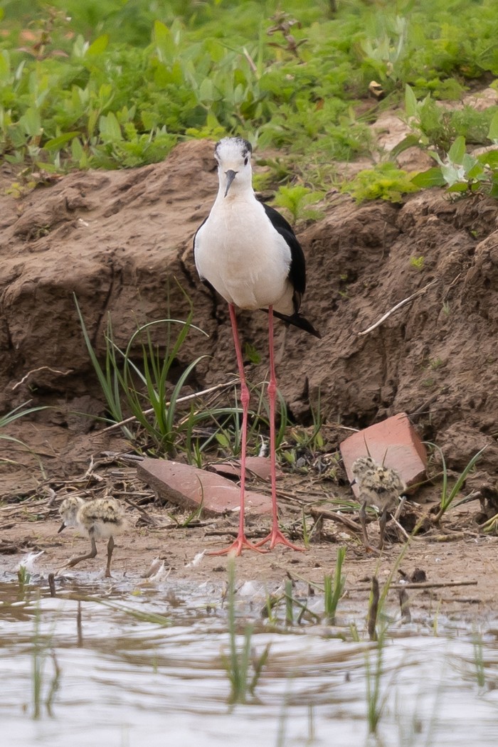 Black-winged Stilt