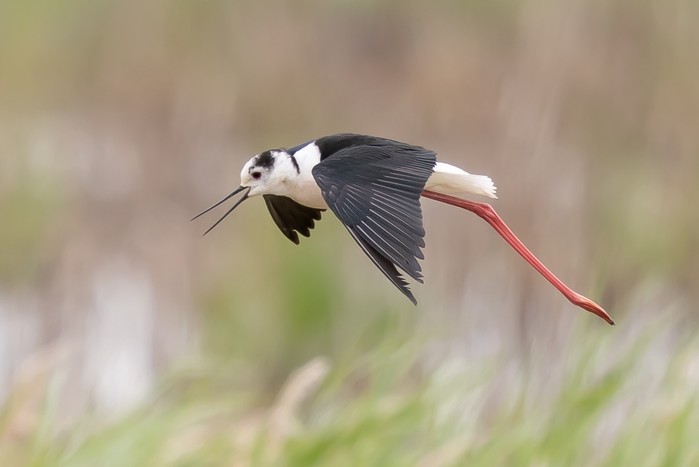Black-winged Stilt