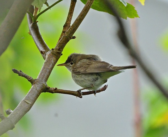 Eastern Olivaceous Warbler