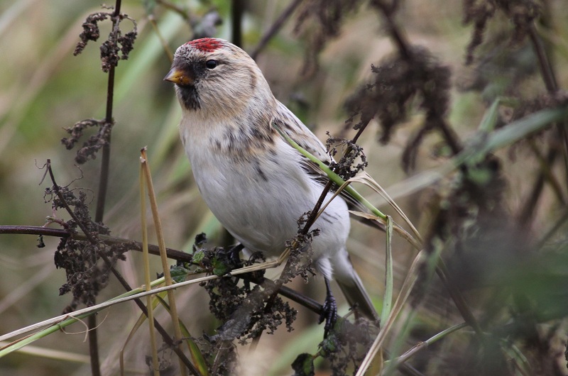 Hornemann's Arctic Redpoll