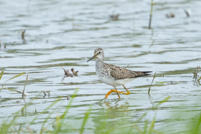 Lesser Yellowlegs