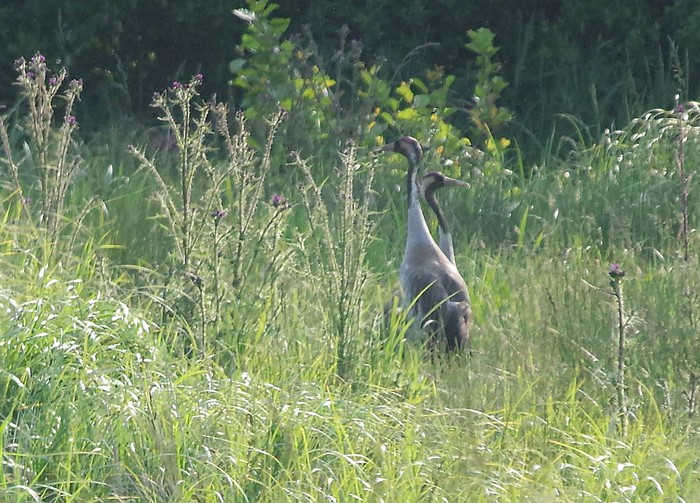 Common Crane