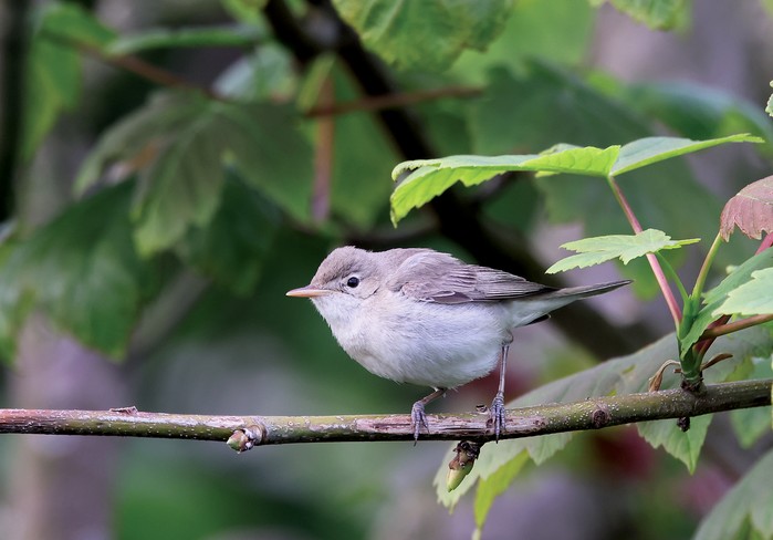 Eastern Olivaceous Warbler