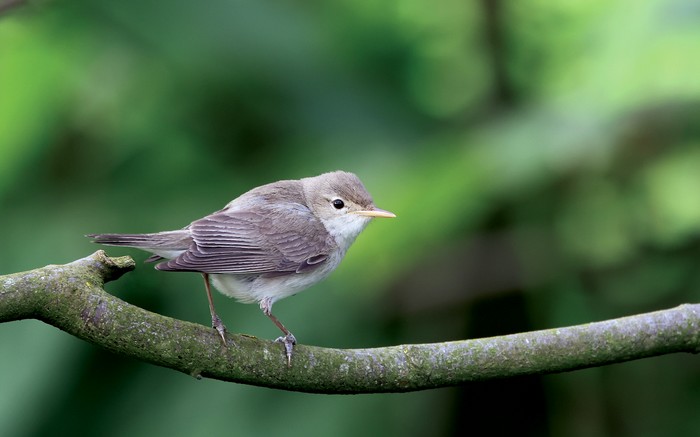 Eastern Olivaceous Warbler